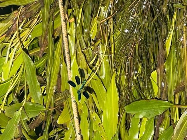 فندق La Sequana Moisson المظهر الخارجي الصورة